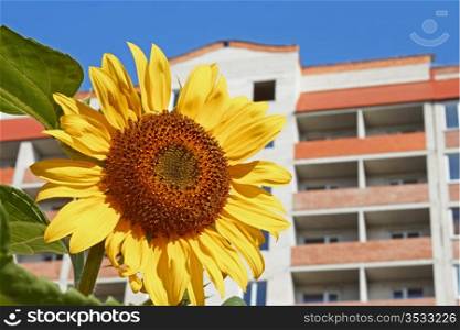 Sunflower against modern building background in fine summer day close-up