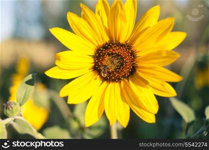 Sunflower against rural background macro shot