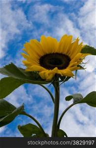 sunflower against the blue sky and white clouds