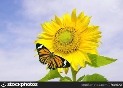 Sunflower and orange butterfly under cloudy blue sky