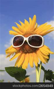Sunflower and sunglasses