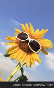 Sunflower and sunglasses