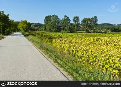 Sunflower and tobbaco plantation near the asphalt road in Tuscany.