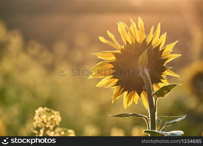 Sunflower at the field