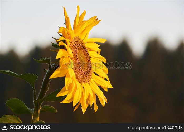 Sunflower at the field