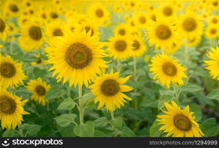 Sunflower background. Sunflower field. Agriculture business background. Happy sunny day in sunflower field. Floral sunflower landscape and background.