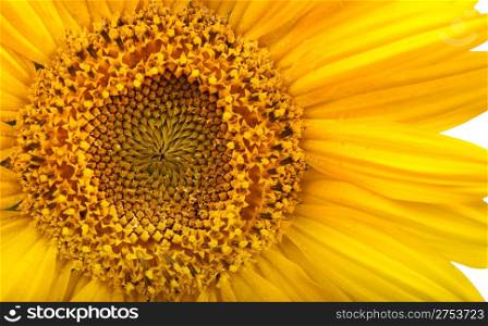 sunflower background.tall plant with a large yellow-petalled flower that produces edible seeds