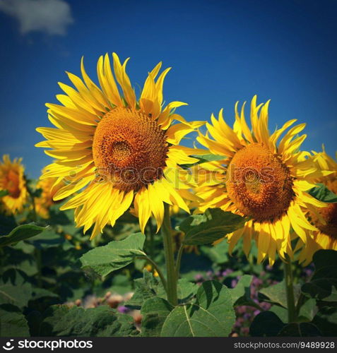 Sunflower. Beautiful yellow blooming flower with blue sky. Colorful nature background for summer season.  Helianthus 