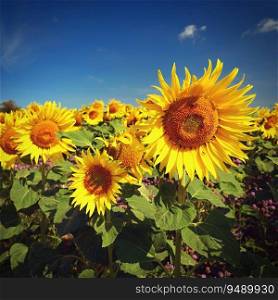 Sunflower. Beautiful yellow blooming flower with blue sky. Colorful nature background for summer season.  Helianthus 