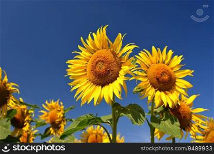 Sunflower. Beautiful yellow blooming flower with blue sky. Colorful nature background for summer season.  Helianthus 