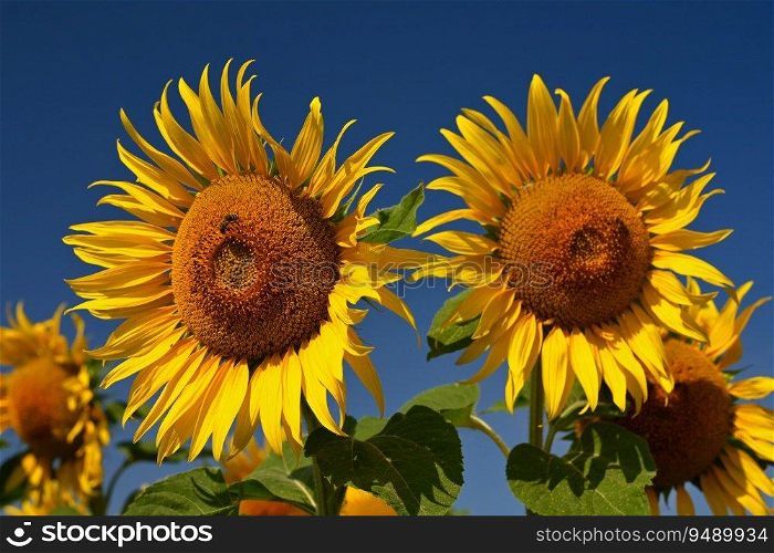 Sunflower. Beautiful yellow blooming flower with blue sky. Colorful nature background for summer season. (Helianthus)