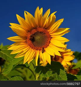 Sunflower. Beautiful yellow blooming flower with blue sky. Colorful nature background for summer season.  Helianthus 