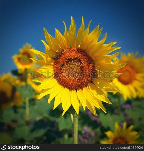 Sunflower - beautiful yellow flowers with blue sky. Nature colorful background and concept for summer.