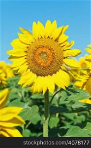 sunflower bloom on plantation in Caucasus region
