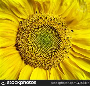 Sunflower blossom background - macro view
