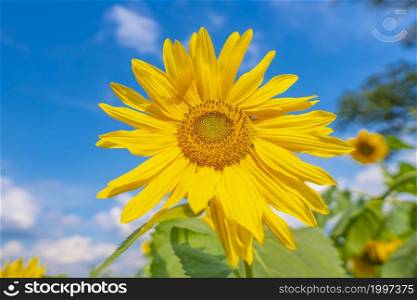 Sunflower bright fragrant bloom in a field. shallow depth of field. Blue Sky