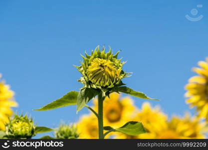 Sunflower bud in the blooming sunflower row under the clear blue sky in morning of the summertime, countryside farm in Thailand, front view with the copy space. 