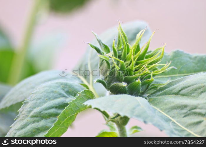 Sunflower buds, Young sunflower field in Thailand