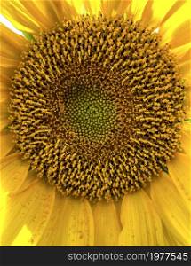 Sunflower center head disc made of individual disc florets