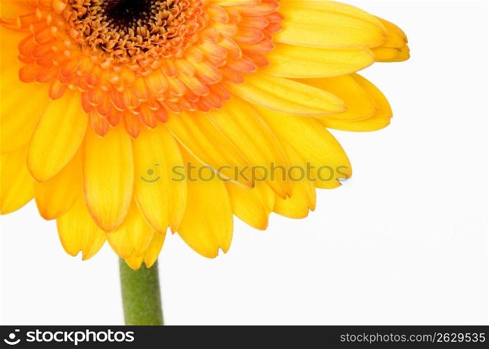 Sunflower, close-up