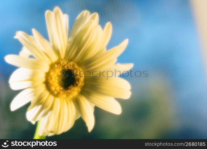 Sunflower, close-up