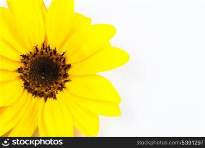 Sunflower close up isolated on white