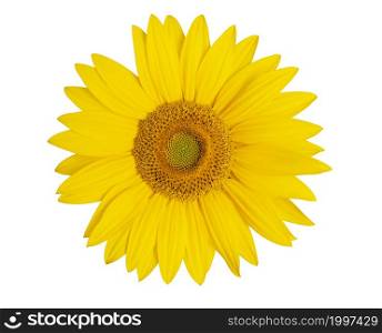 Sunflower close up isolated on white background