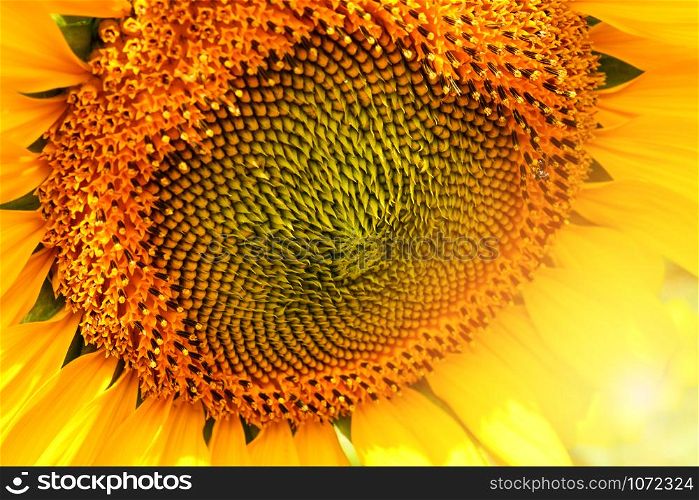 Sunflower close up of pollen flower yellow in spring garden