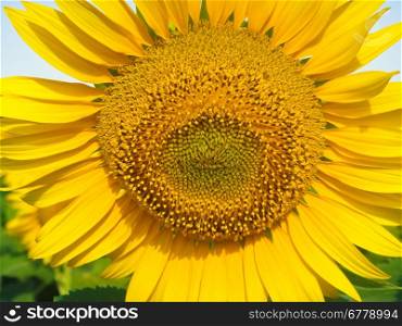 Sunflower close-up on a summer field