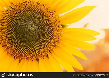 Sunflower close up, tinted photo