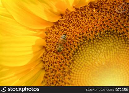 Sunflower close up with insect bee on pollen flower in spring garden