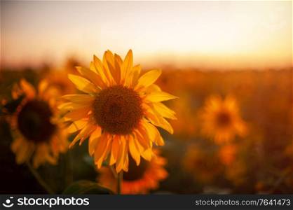 Sunflower closeup in a farm field at sunset in summer. Sunflower at sunset