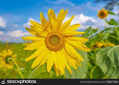 Sunflower closeup in the nature sunflower fields blooming to the sunlight with shallow depth of field