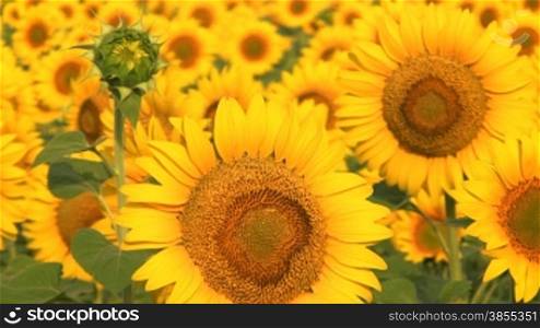 sunflower crop