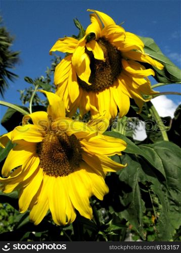 sunflower detail at the sun among green vegetation