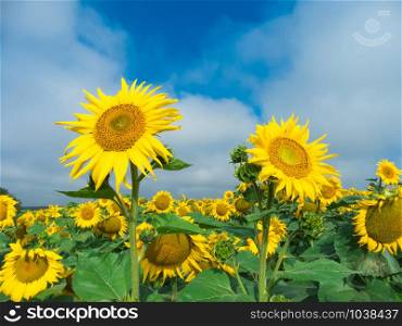 Sunflower Farm Beautiful yellow Bright blue sky