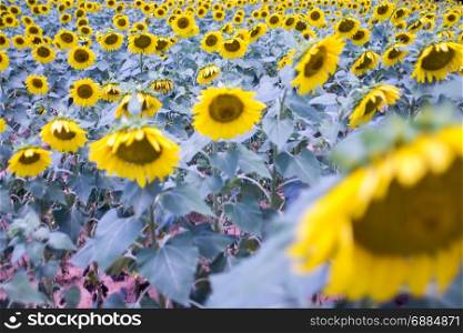 sunflower farm field landscape in south carolina