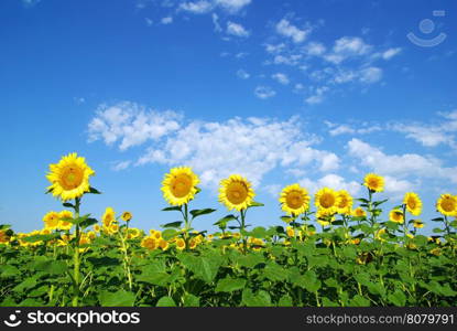 sunflower field