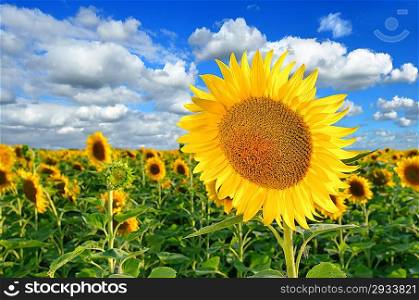 Sunflower field against a cloudy blue sky