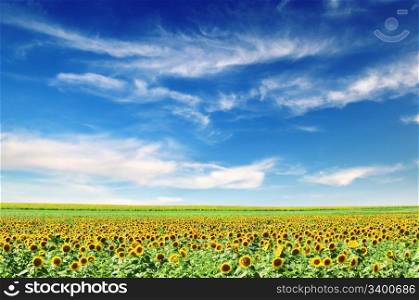 sunflower field and blue sky