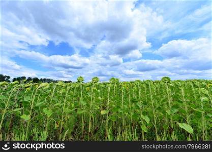 sunflower field and blue sky in Crimea
