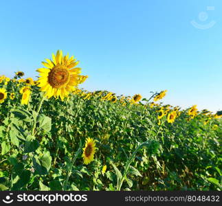 sunflower field and blue sky, summer field