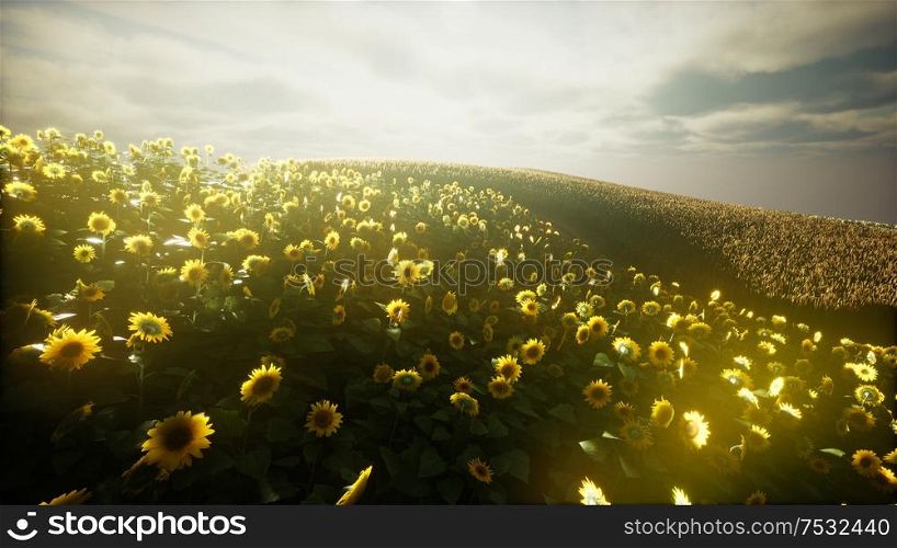 Sunflower field and cloudy sky