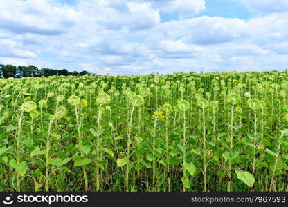 sunflower field and sky in Ukraine, summer field
