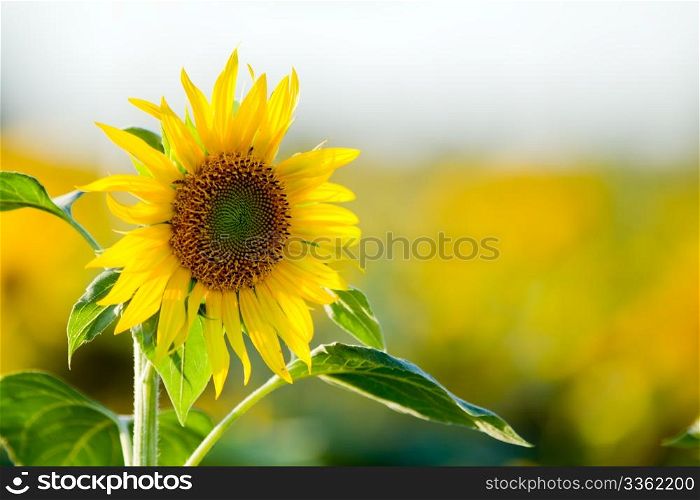 sunflower field at a sunny day
