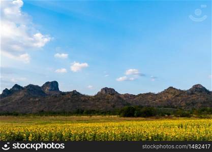 sunflower field at Kao Jeen Lae mountain in Lopburi, Thailand