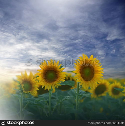 Sunflower field at sunset.Landscape from a sunflower farm.Agricultural landscape.Sunflowers field landscape.Orange Nature Background.Field of blooming sunflowers on a background sunset.Greeting card argiculture concept.Art Photography.Artistic Wallpaper.