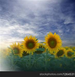 Sunflower field at sunset.Landscape from a sunflower farm.Agricultural landscape.Sunflowers field landscape.Orange Nature Background.Field of blooming sunflowers on a background sunset.Greeting card argiculture concept.Art Photography.Artistic Wallpaper.