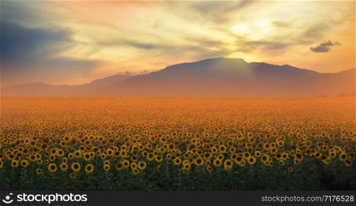 Sunflower field at sunset.Landscape from a sunflower farm.Agricultural landscape.Sunflowers field landscape.Orange Nature Background.Field of blooming sunflowers on a background sunset.Greeting card argiculture concept.Art Photography.Artistic Wallpaper.