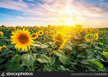 Sunflower field at sunset under the bright sun. Sunflower field at sunset under bright sun
